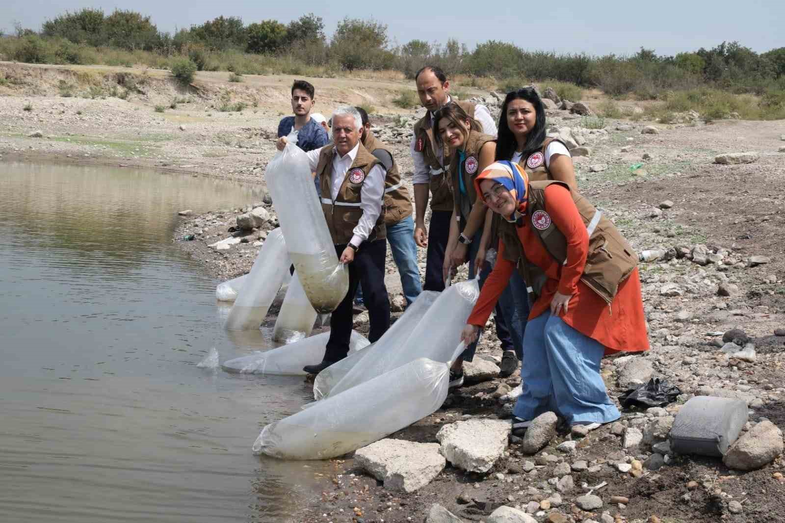 Manisa’da 890 bin sazan suyla buluştu