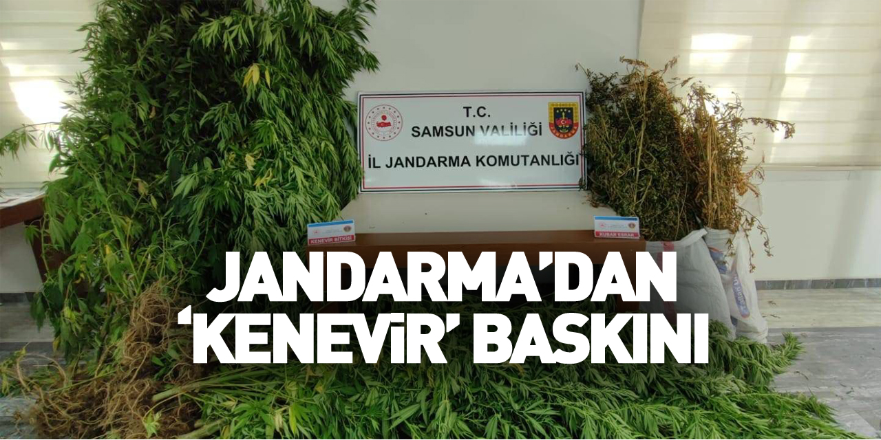 Jandarma’dan ‘kenevir’ baskını