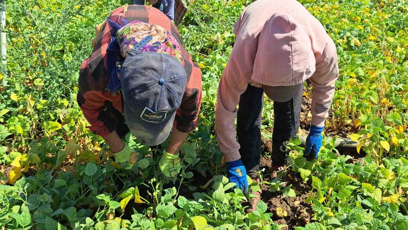 Adilcevaz’da kuru fasulye sökümü başladı