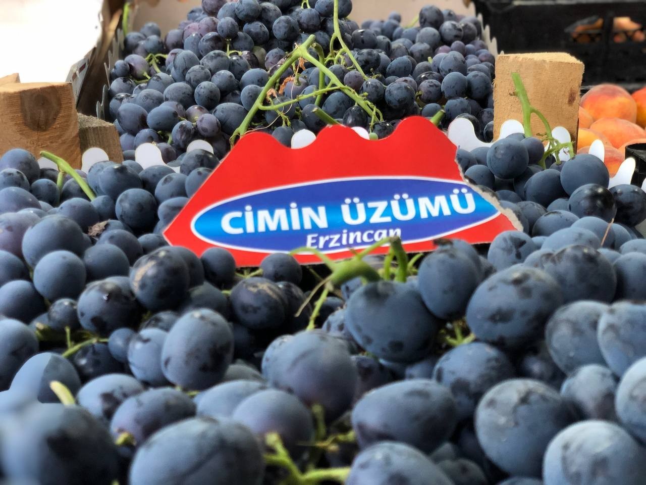 Tescilli Cimin üzümünde hasat zamanı