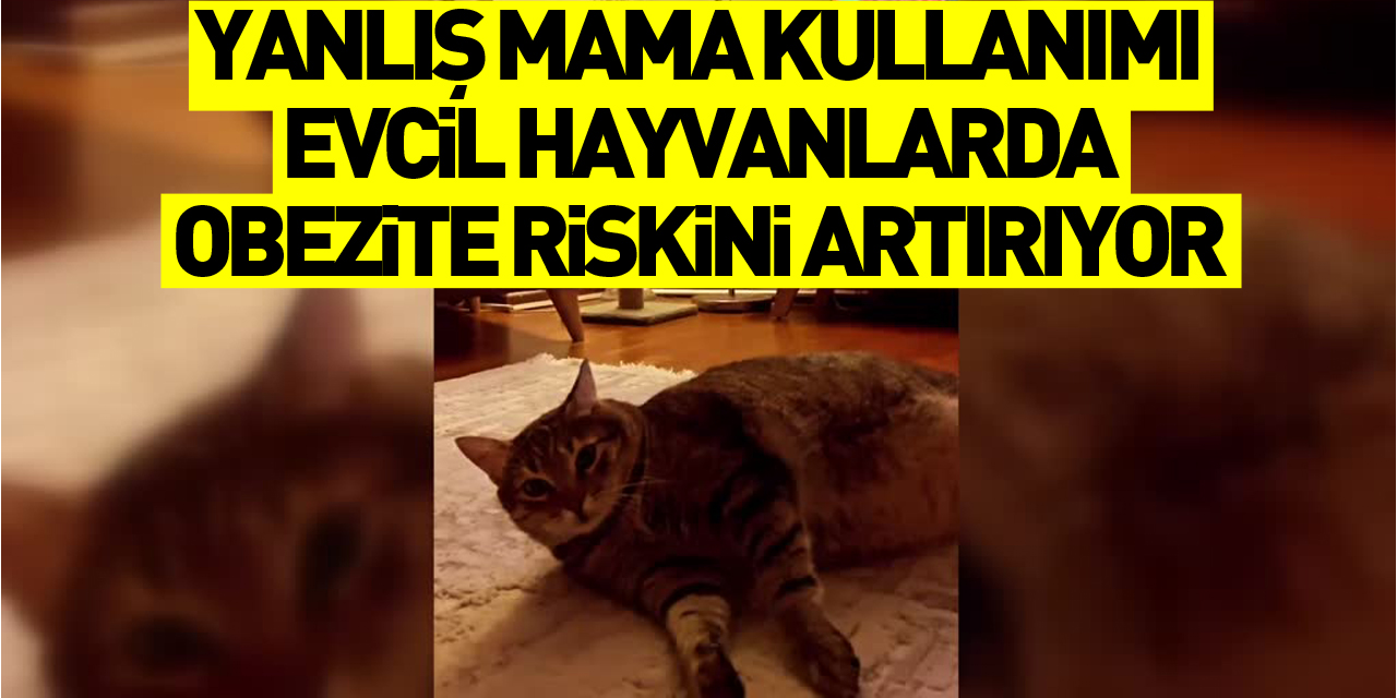 Yanlış mama kullanımı evcil hayvanlarda obezite riskini artırıyor