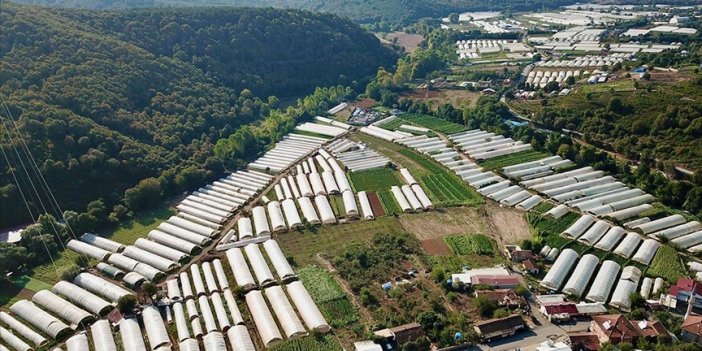 İstanbul'a sebze gönderilen Gebze'deki seralar yaklaşık 2 bin kişiye ekmek kapısı oluyor