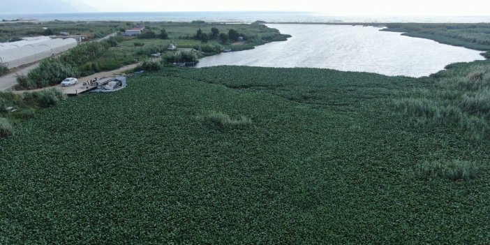 Boyutları 1 metreyi bulan su sümbülleri Asi Nehri’ni adeta esir aldı