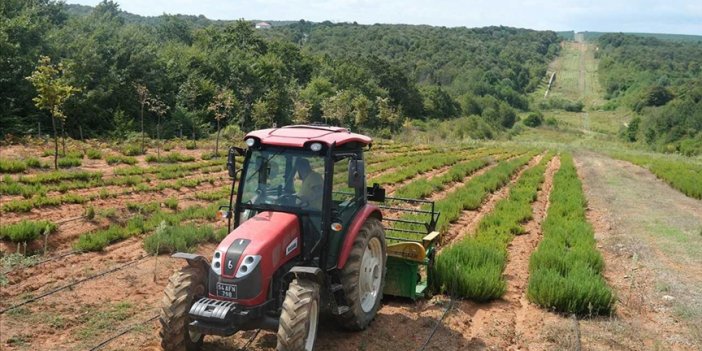 Sakarya Botanik Vadisi'nde üretilen biberiyede yüksek rekolte bekleniyor