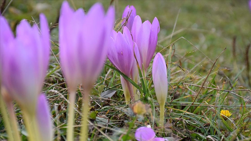 Kışın habercisi "vargit" çiçekleri Trabzon'un yüksek kesimlerine renk kattı