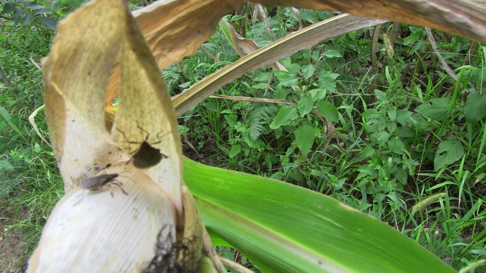 Artvin'de kahverengi kokarca böeceği istilası