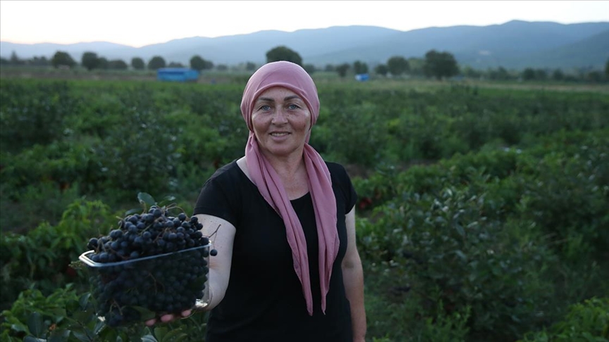 Kadın muhtar "süper meyve"yi köyüne kazandırdı