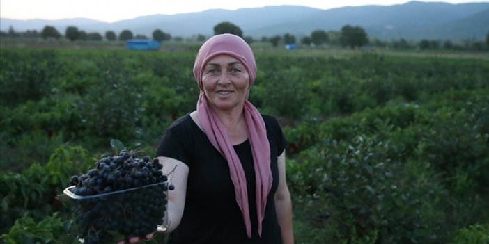 Kadın muhtar "süper meyve"yi köyüne kazandırdı