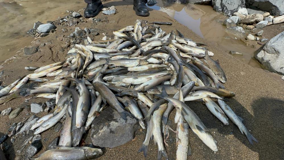 Engiz Çayı'ndaki balık ölümlerinin nedeni 'beton'