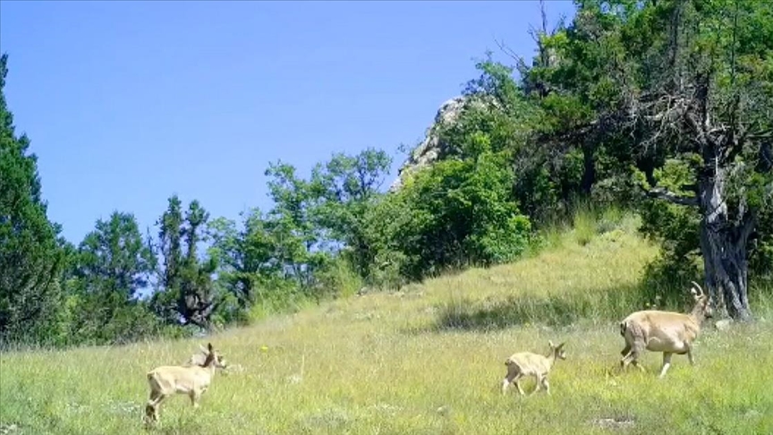 Anne ve yavru yaban keçileri Kaçkar Dağları'nda görüntülendi