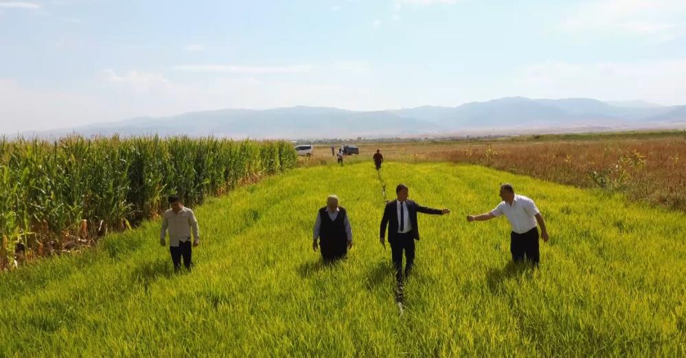 Muş'ta ilk defa deneme amaçlı ekilen pirincin hasadı öncesi son bakımı yapıldı