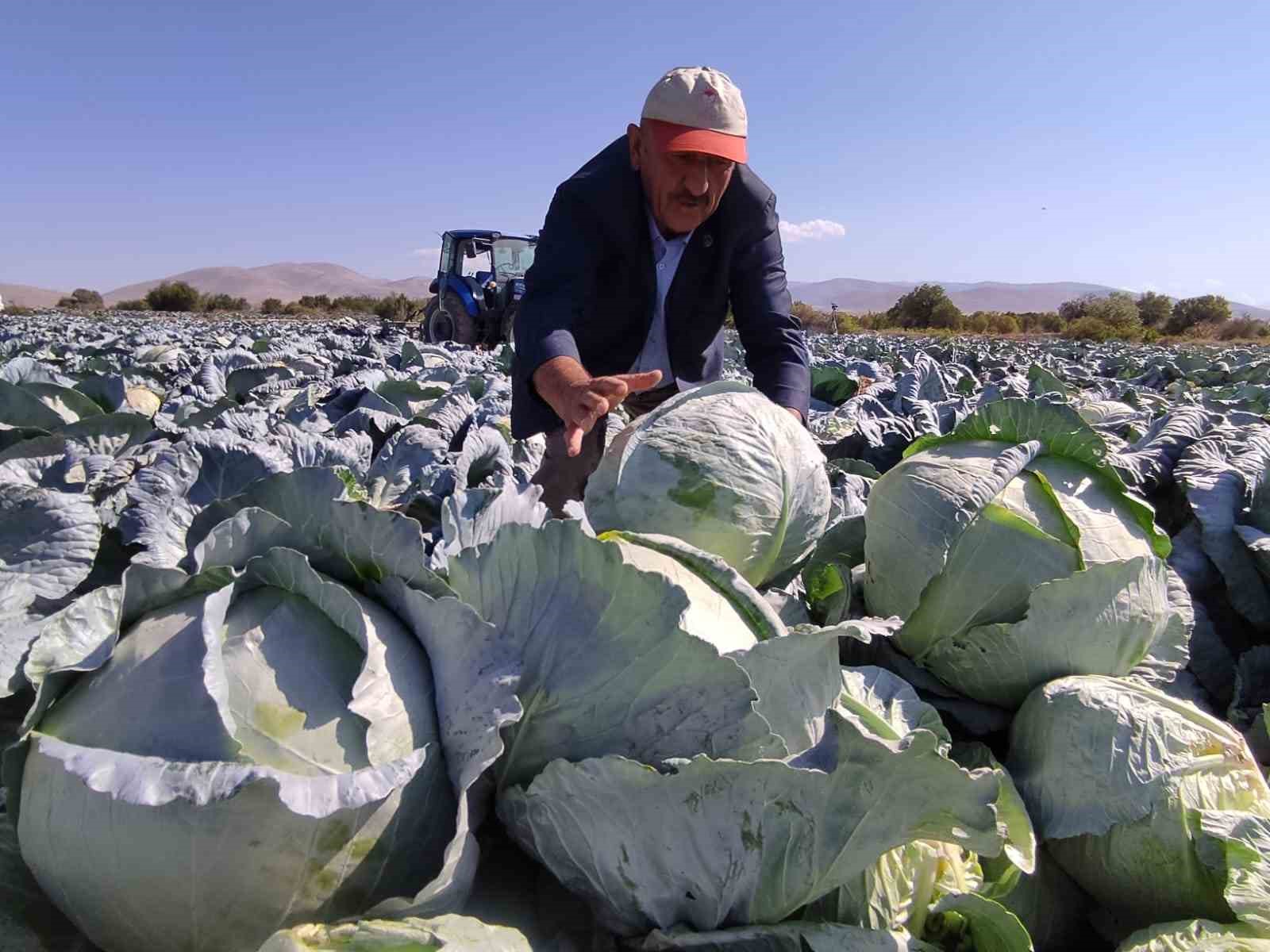 Niğde’de lahana hasadı yüz güldürüyor