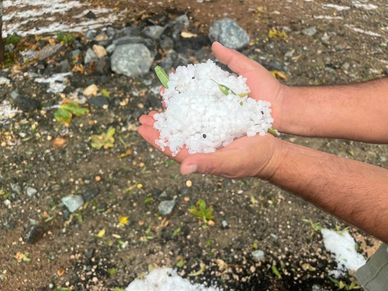 Dolu yağışı zeytin ağaçlarına zarar verdi