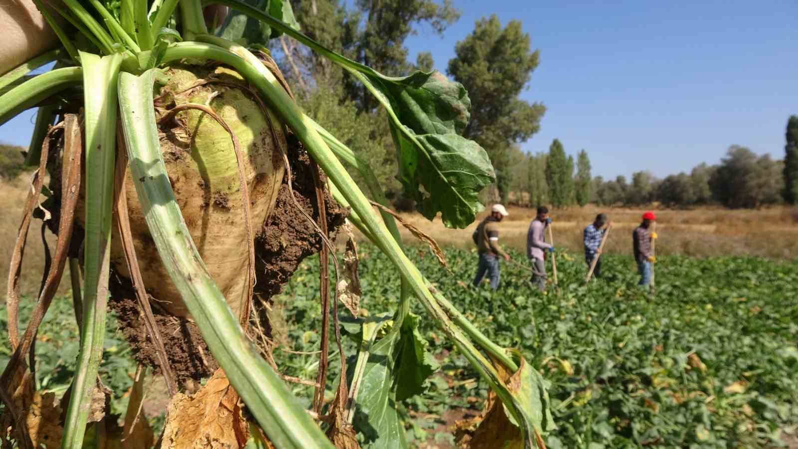 Yozgat’ta şeker pancarı hasadı başladı
