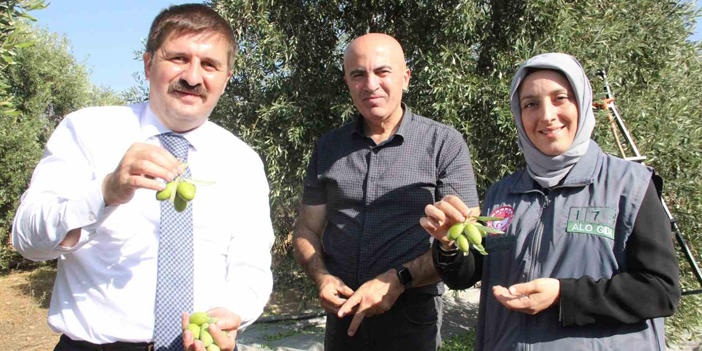 Türkiye’nin en kaliteli zeytininin üretildiği Karaman’da hasat başladı