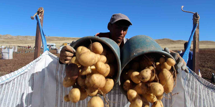 Sivas patates üretiminde rekora koşuyor