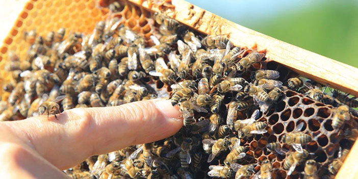 Çam balı için ihtiyaç duyulan nemli ortamın oluştuğu Muğla'da rekoltenin artması bekleniyor