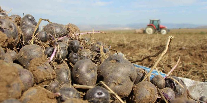 Mor patatesin üretimi yayılıyor