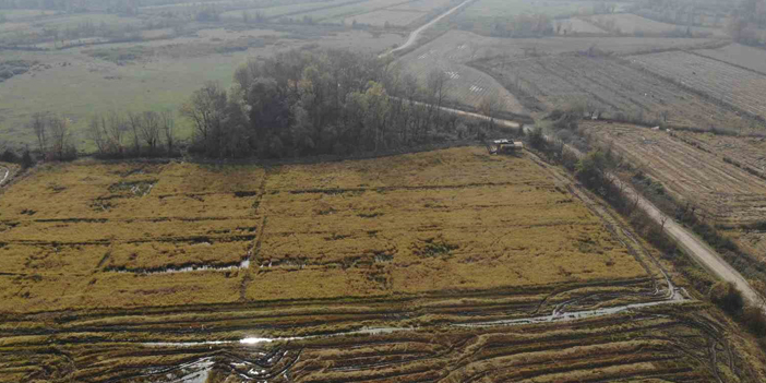 Düzce' de Siyah Pirinç Hasadı Başladı