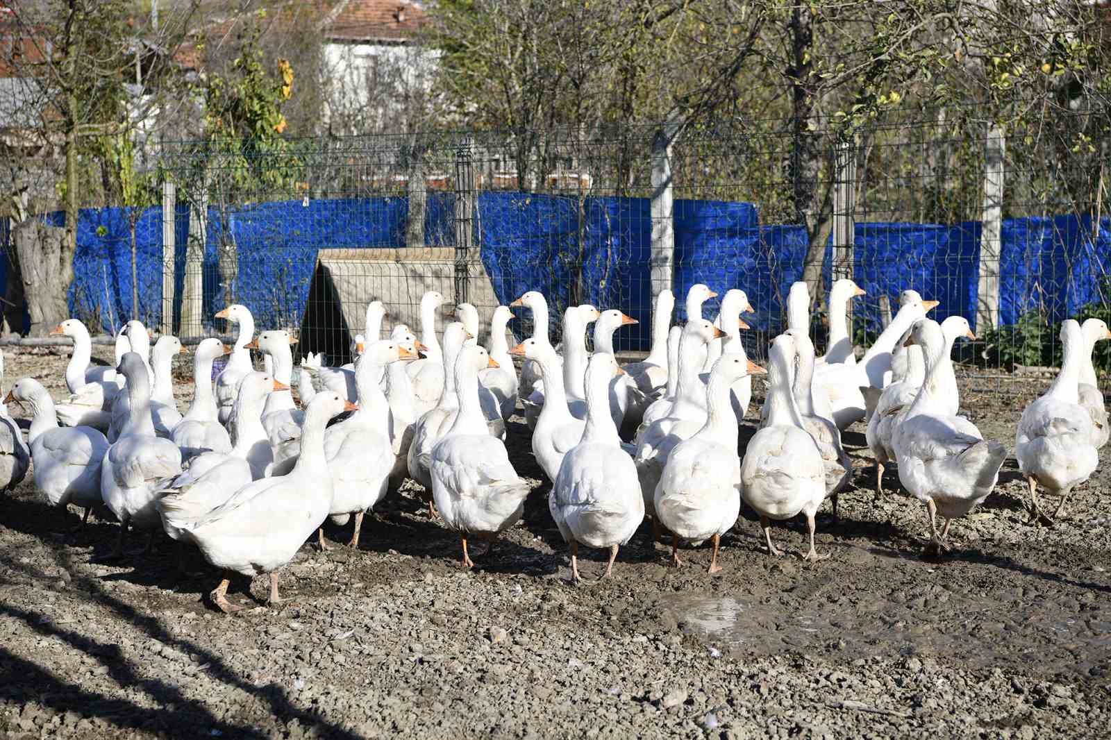 Yöresel tat ‘tirit’ için kaz yetiştiriyorlar