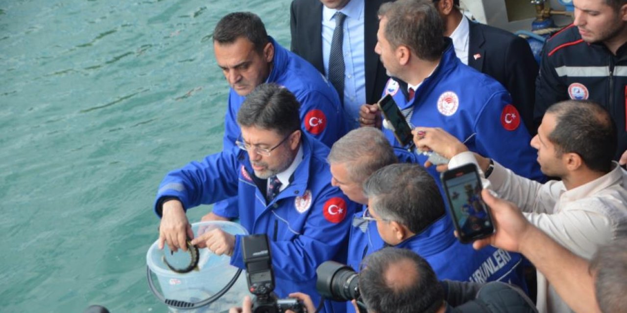 Sinop'ta 11 bin Mersin balığı denize salındı