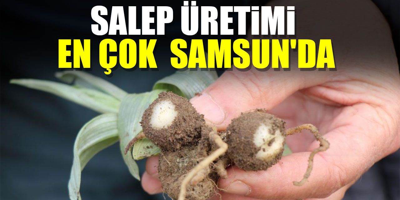 Salep üretimi en çok  Samsun'da