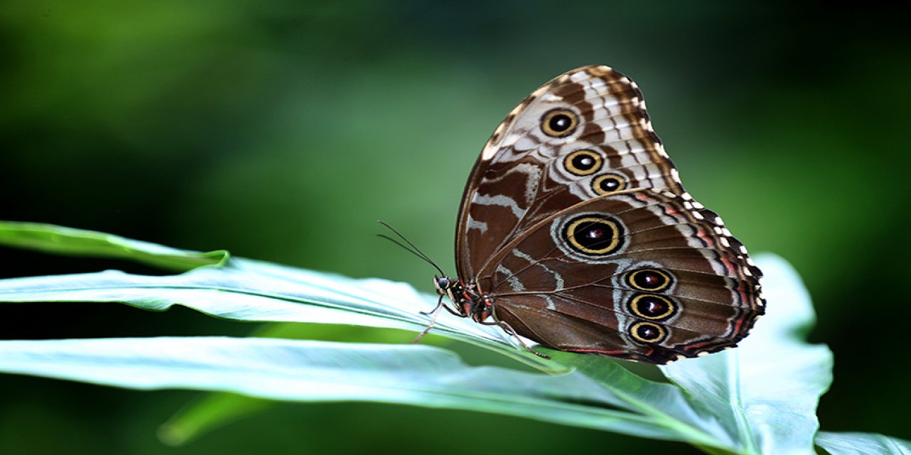 Konya Tropikal Kelebek Bahçesi ilgi çekmeye devam diyor