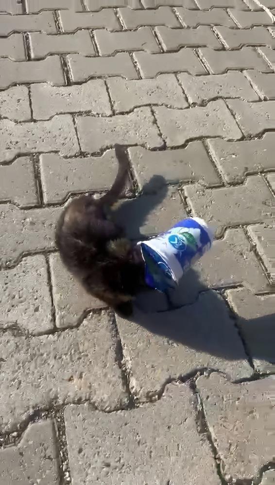 Siirt'te kafasını ayran kutusuna sıkıştıran yavru kediyi bir vatandaş kurtardı