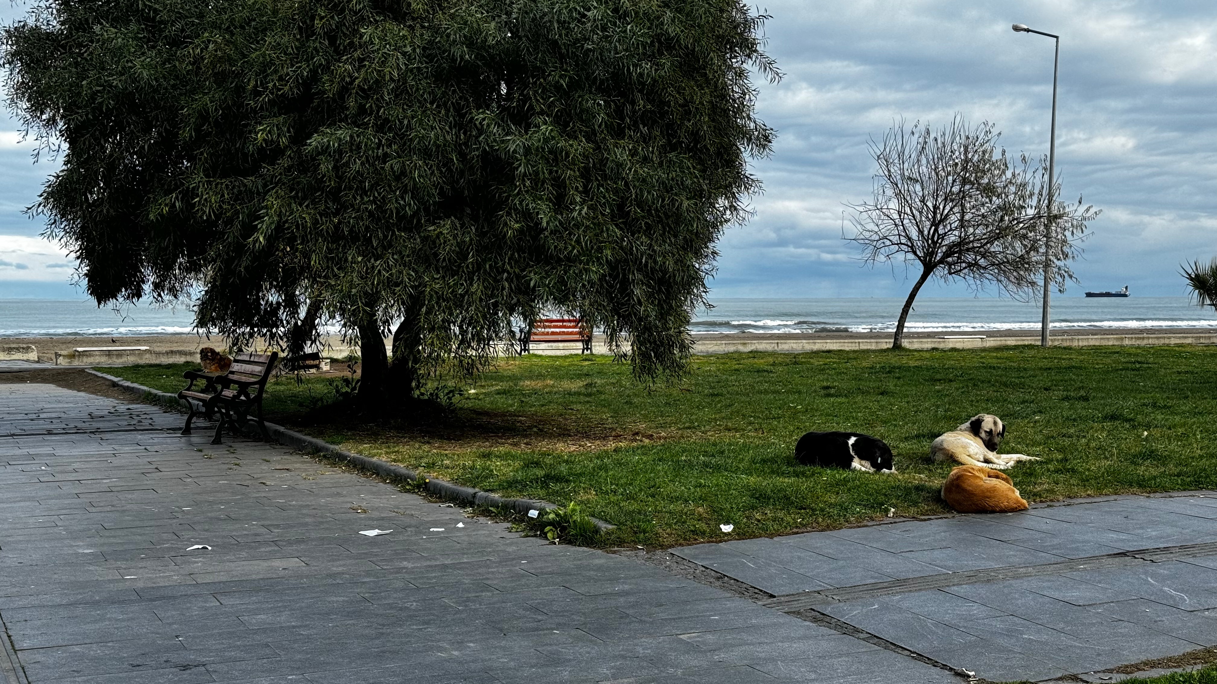 Samsun'da Sahipsiz Köpekler Korku Saçıyor