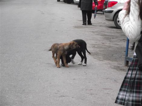 Başıboş Köpekler Tehlike Saçıyor!