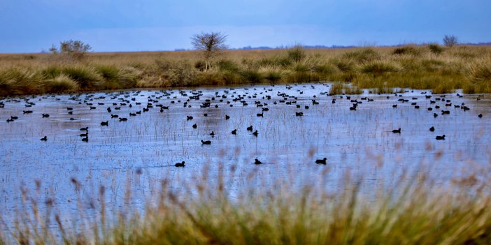 Kızılırmak Deltası binlerce hayvana ev sahipliği yapıyor