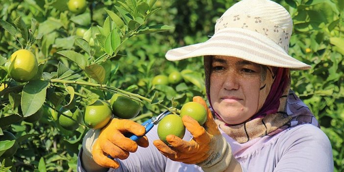 Limon ve portakal 2023'te üreticisini "sevindirdi", zeytin ve Antep fıstığı "üzdü"