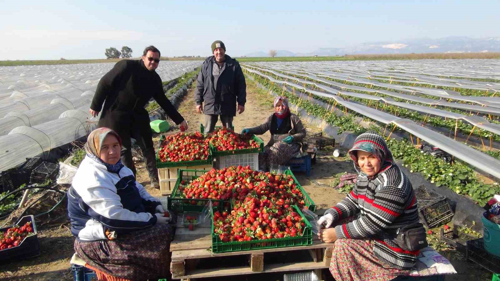 çilek hasadı sürüyor