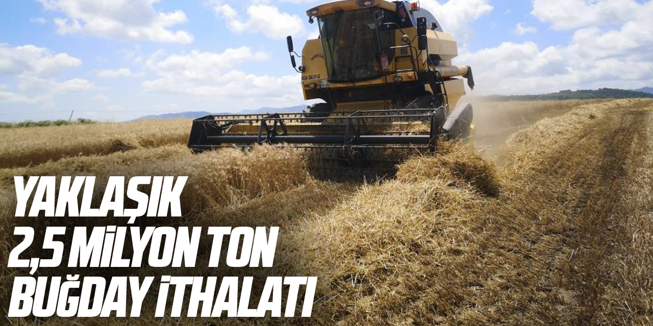 Yaklaşık 2,5 milyon ton buğday ithalatı