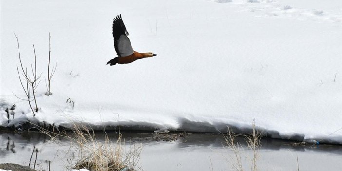 Buzlar çözülünce göçmen kuşlar Kars'a dönmeye başladı