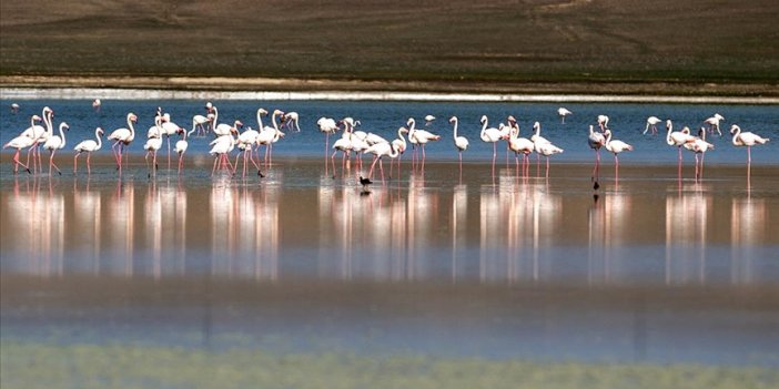 Flamingoların yaşam alanlarından Düden Gölü'nde su çekildi
