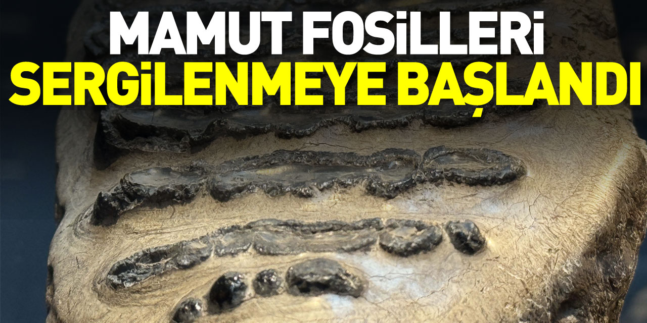 Mamut fosilleri sergilenmeye başlandı