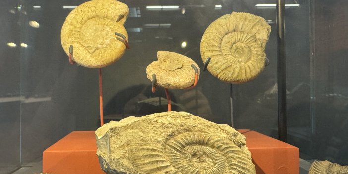 545 milyon yıllık deniz lalesi Samsun Müzesi'nde