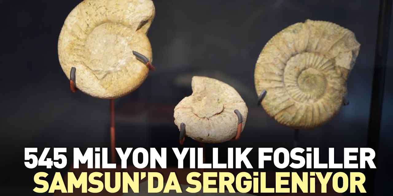 545 milyon yıllık fosiller Samsun’da sergileniyor
