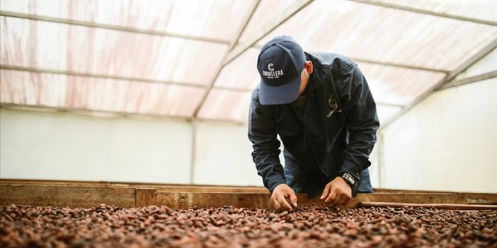 Kakao fiyatlarında tüm zamanların en hızlı haftalık düşüşü
