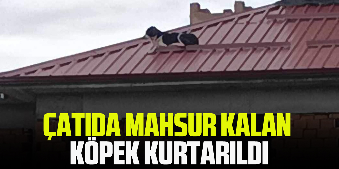 Çatıda Mahsur Kalan Köpek Kurtarıldı