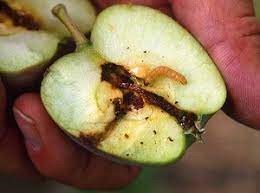 Elma iç kurdu zararlısı, bahçelerde yüzde 100’e kadar zarar verebilir