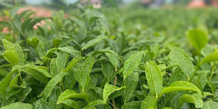 Tarım ve Orman Bakanı Yumaklı'dan "yaş çay alım fiyatı" açıklaması