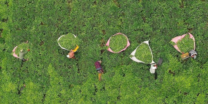 Çay üreticileri ilk sürgün mayıs hasadı için makas sallıyor