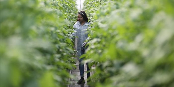Kayıtlı genç kadın çiftçi sayısı 10 yılda 4,5 katına çıktı