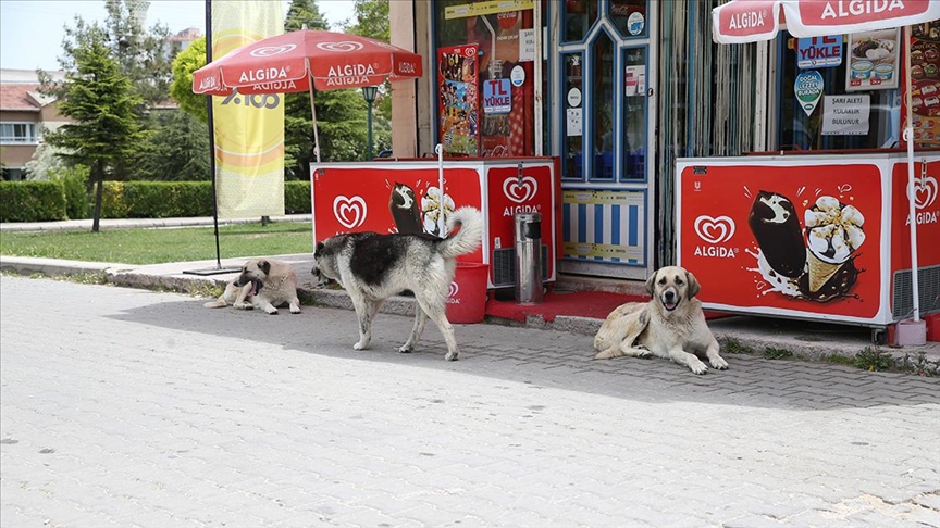 Sahipsiz köpekler mahalleliyi tedirgin ediyor