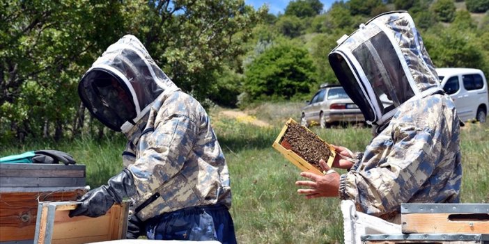 Arıcılar 1744 rakımlı Dinek Dağı'nda devlet desteğiyle bal üretiyor