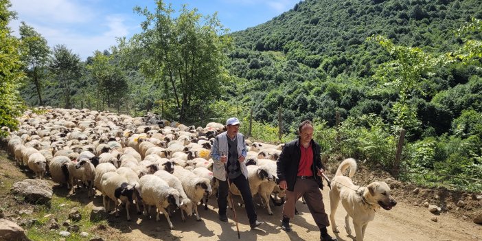 Sürüler yayla yolculuğunda