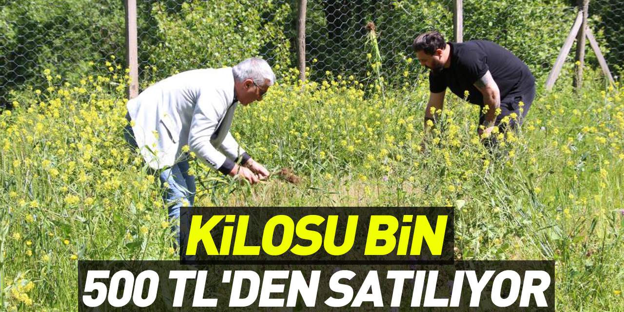 Kilosu bin 500 TL'den satılıyor