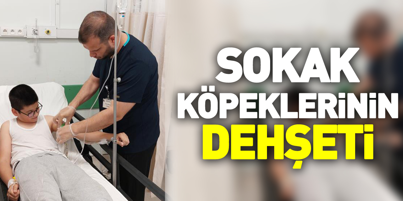 SOKAK KÖPEKLERiNiN DEHŞETi